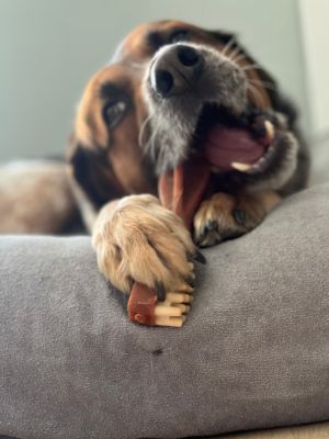 Hond aan het bijten op een kauwbeen voor mondhygiëne