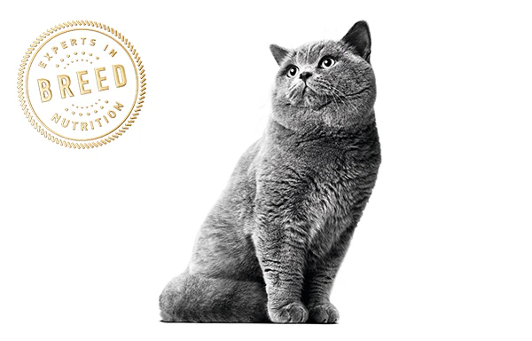 Wist je dat ongeveer 36% van de katten een selectief eetgedrag hebben?