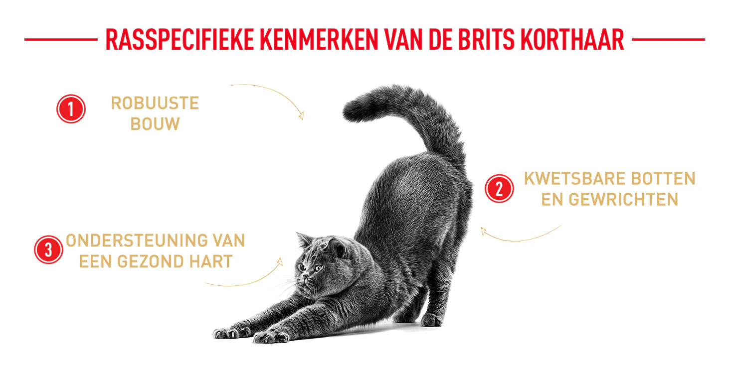 Royal Canin Breed Kenmerken Britse Korthaar