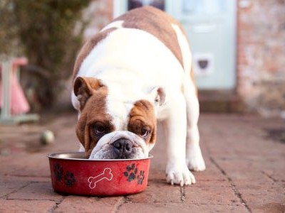 Volwassen Engelse bulldog eet rustig brokjes uit zijn voerbak