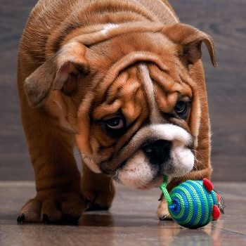 Engelse bulldog speelt nieuwsgierig met een klein hondenspeeltje