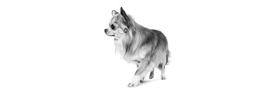 Royal Canin chihuahua