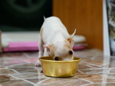 Chihuahua puppy eet gulzig zijn volwaardige puppyvoeding