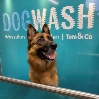 Duitse herder in dogwash Tom&Co