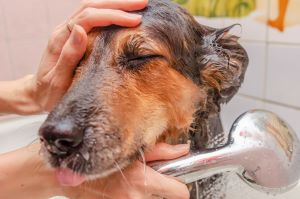Duitse Herder wordt gewassen in bad