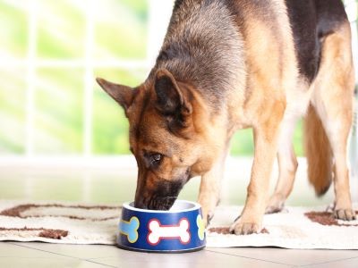 Volwassen Duitse Herder aan het eten 