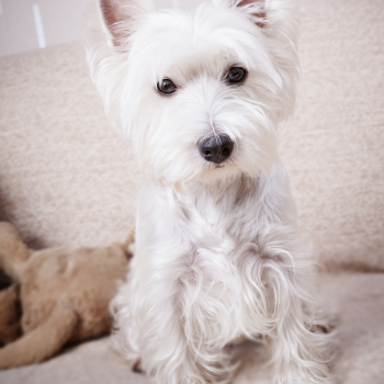 Complément alimentaire pour Filou