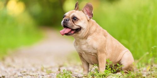 Franse Bulldog zit te hijgen tijdens een wandeling.