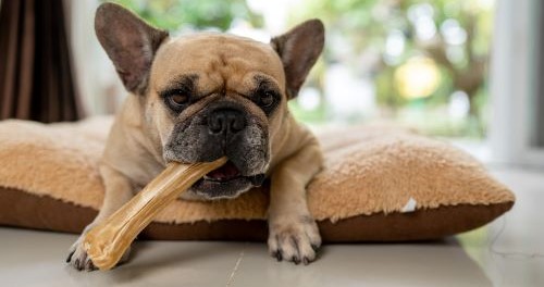 Franse Bulldog ligt op een kussen te kauwen op een kauwsnack.