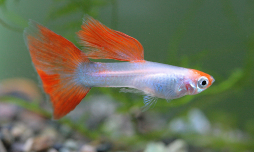 Mannelijke guppy