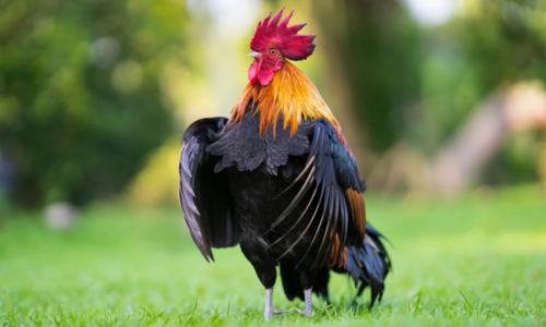 Haan zorgt voor hierarchie