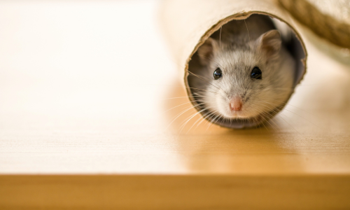Een hamster in huis