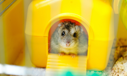 Een hamster tam maken