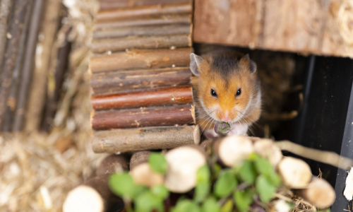 Knaagmateriaal voor hamsters