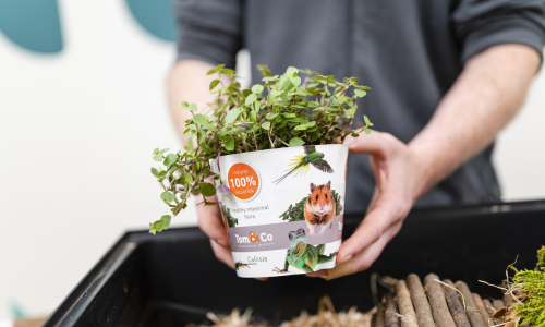 Callisia in je hamsterkooi