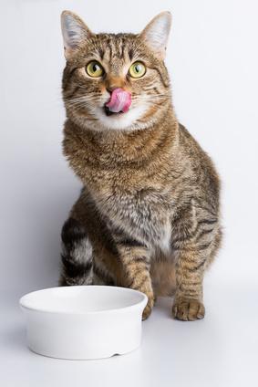 kat is kattenvoer aan het eten uit een wit kommetje 