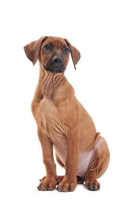 symptomen van chronisch nierfalen bij honden
