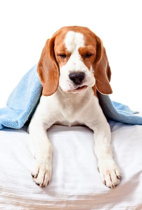 Hond ligt op bed met een blauw dekentje over rugje