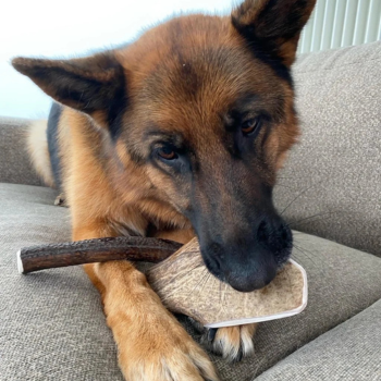 Hond met kauwsnacks
