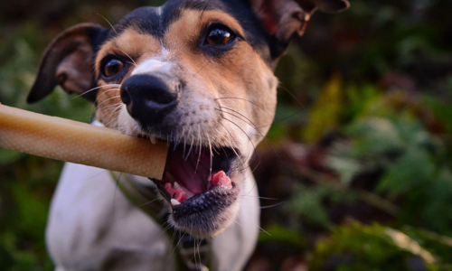 Kaassticks voor honden