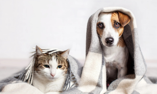 Hond & kat die bang zijn van vuurwerk