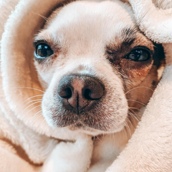 Puppy wassen