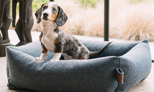 Knusse hondenmand in de koffer