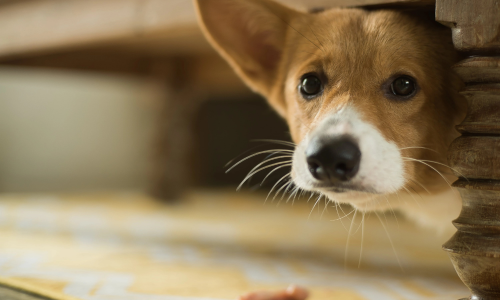 Hond die bang is van onweer