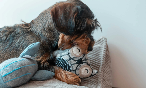 Hond met speelgoed tijdens onweer