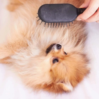 Hond borstelen voor haarverlies