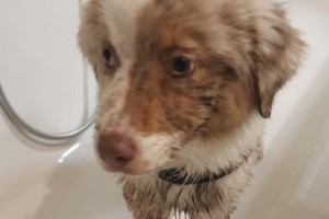 Australische herder in bad, verzorging van de vacht met aangepaste hondenshampoo.