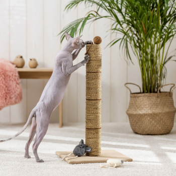 Kat speelt met krabpaal