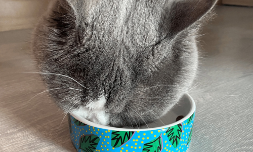 Kat eet als teken van verveling