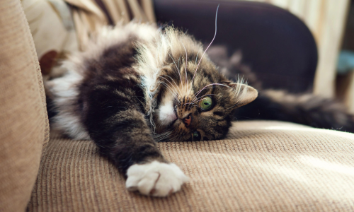 Kat in een nieuwe zetel