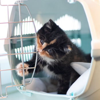 Verhuis je kat in een transportbench
