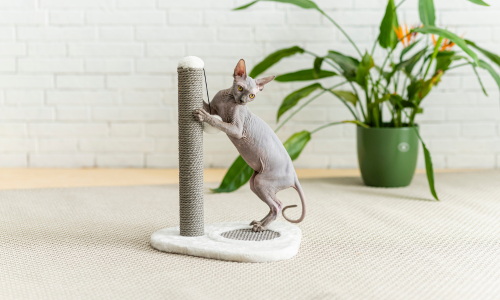 Naaktkat die krabt aan krabpaal