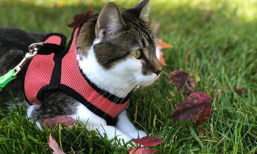 Kat met harnas en leiband