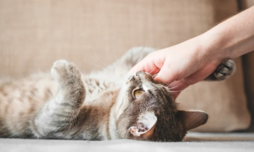 Zowel natvoer als droogvoer voor katten