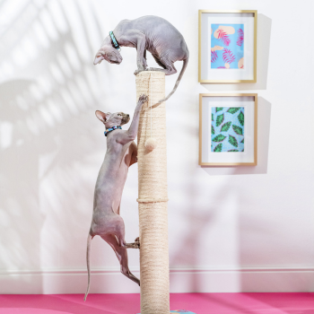 Spelende katten op een krabpaal