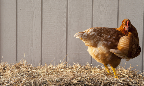 Kip in een opgekuist kippenhok