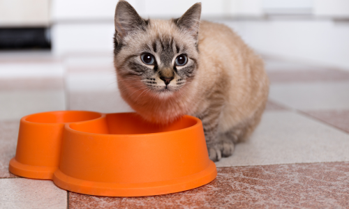 Veiligie omgeving voor kittens