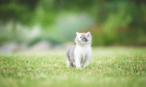 Nieuwe kitten in de tuin