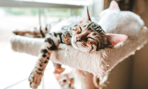 Kamerinrichting voor nieuwe kittens