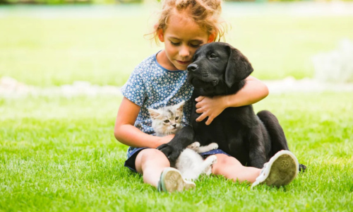 Hond en kat in een grasveld