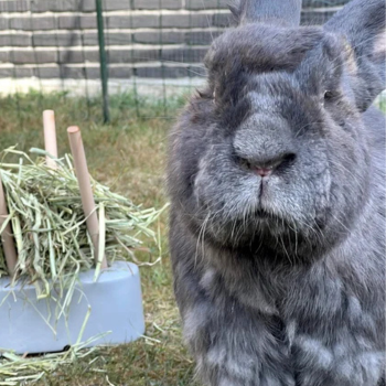 Konijn in de tuin met veel hooi