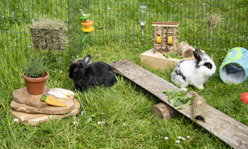 Konijnen in een buitenren