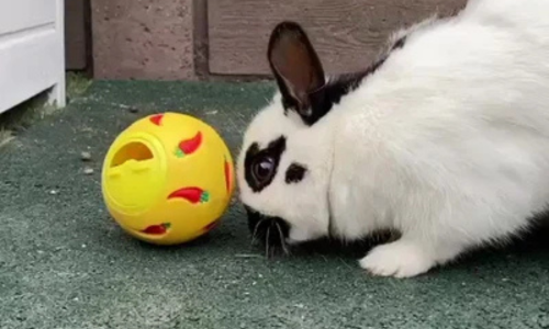 Speelgoed voor buitenkonijnen