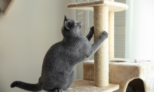 Kat die krabt aan krabpaal