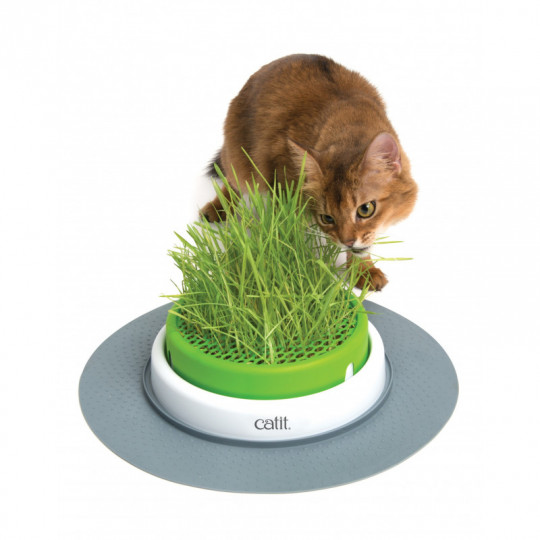 Kat rond kattengras