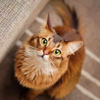 Mag Ik Mijn Kat Groente En Fruit Geven? Over Groente En Fruit Bij De Kat.